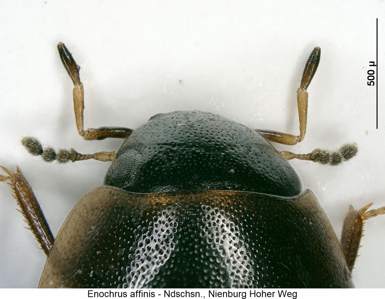 enochrus_affinis_k.jpg