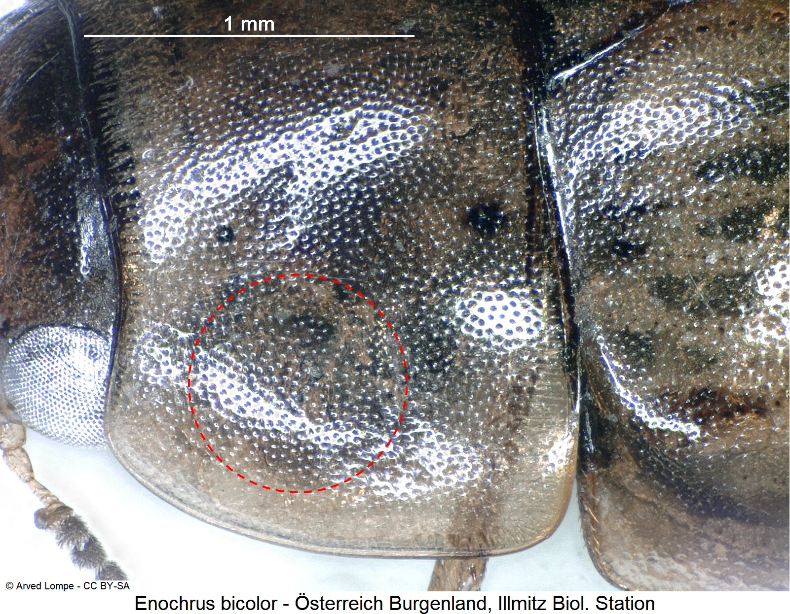 enochrus_bicolor_ck28652136_hsch.jpg