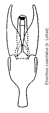 enochrus_coarctatus.gif