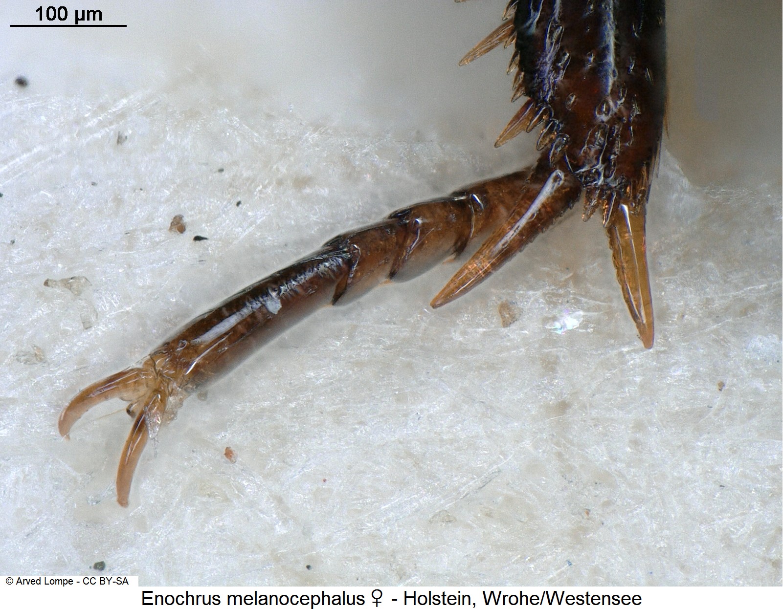 enochrus_melanocephalus_w_ck3262_vtr.jpg