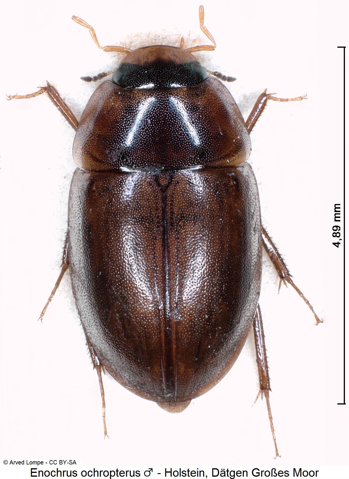 enochrus_ochropterus_m_ck3263_hab.jpg