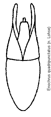 enochrus_quadripunctatus.gif