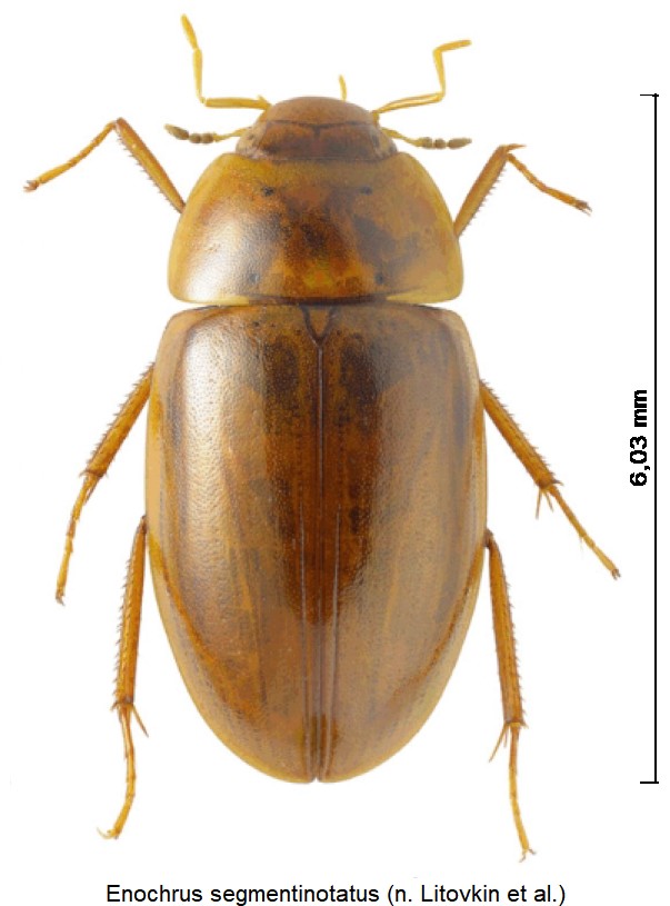 enochrus_segmentinotatus_hab.jpg