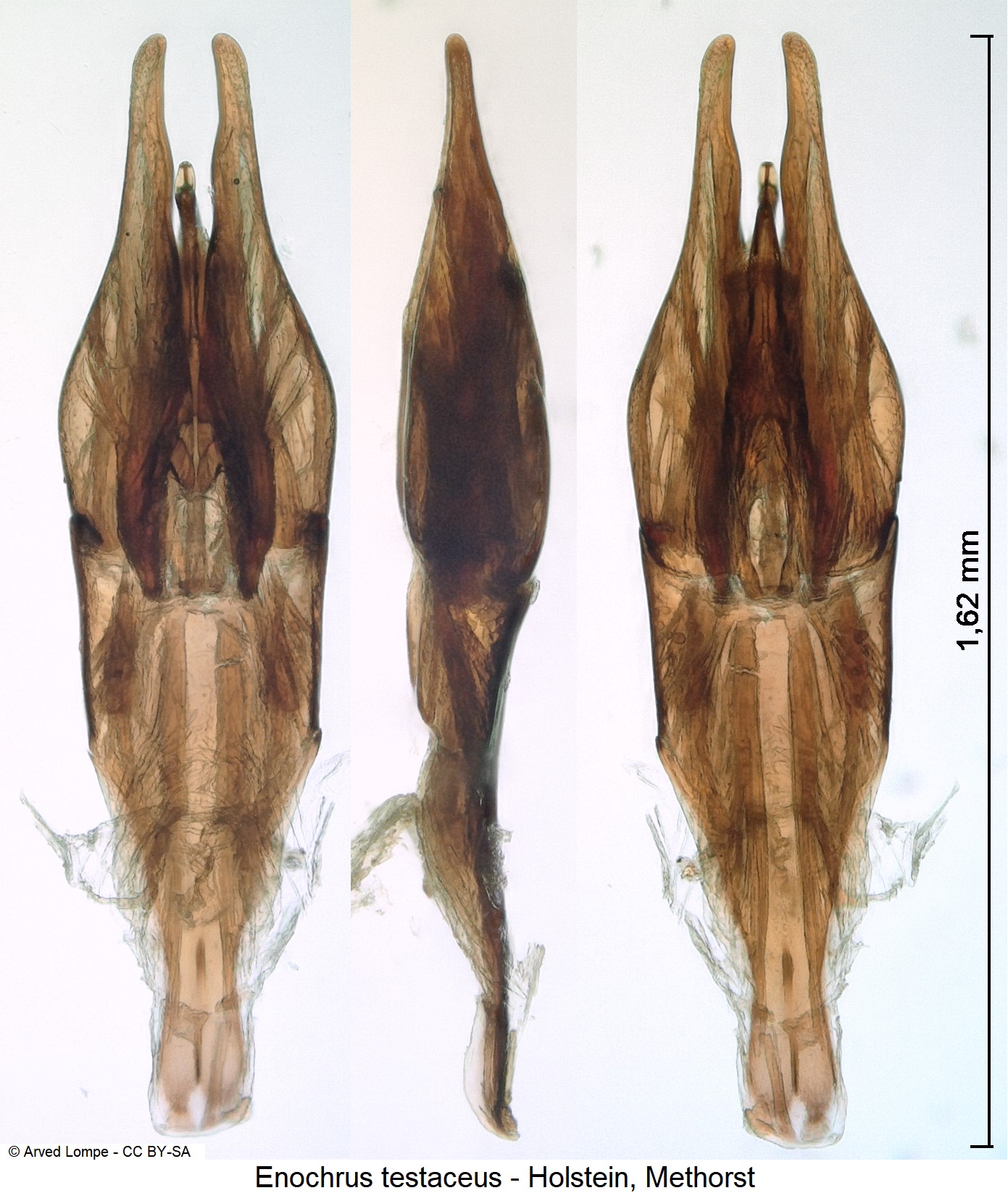 enochrus_testaceus_ck3280.jpg