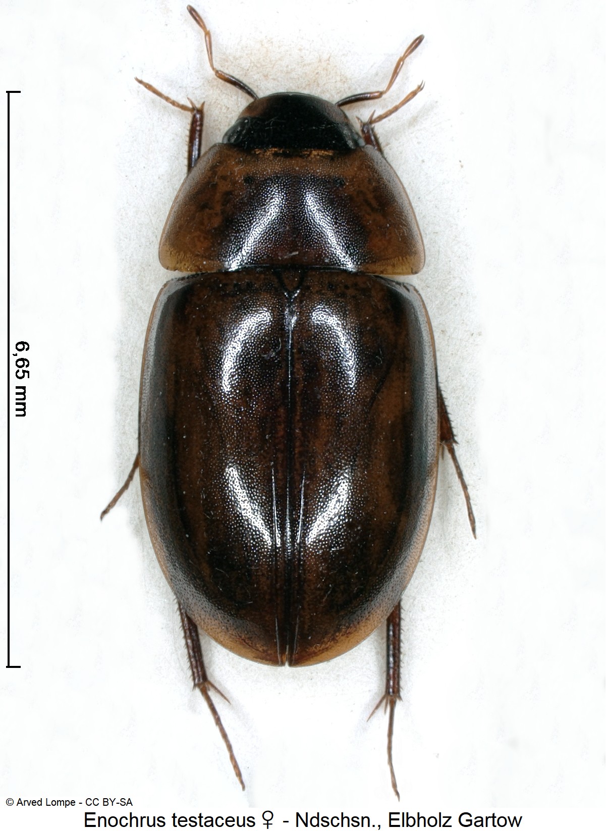 enochrus_testaceus_w_ck3278_hab.jpg