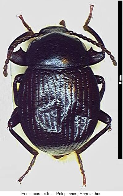 enoplopus_reitteri_hab.jpg