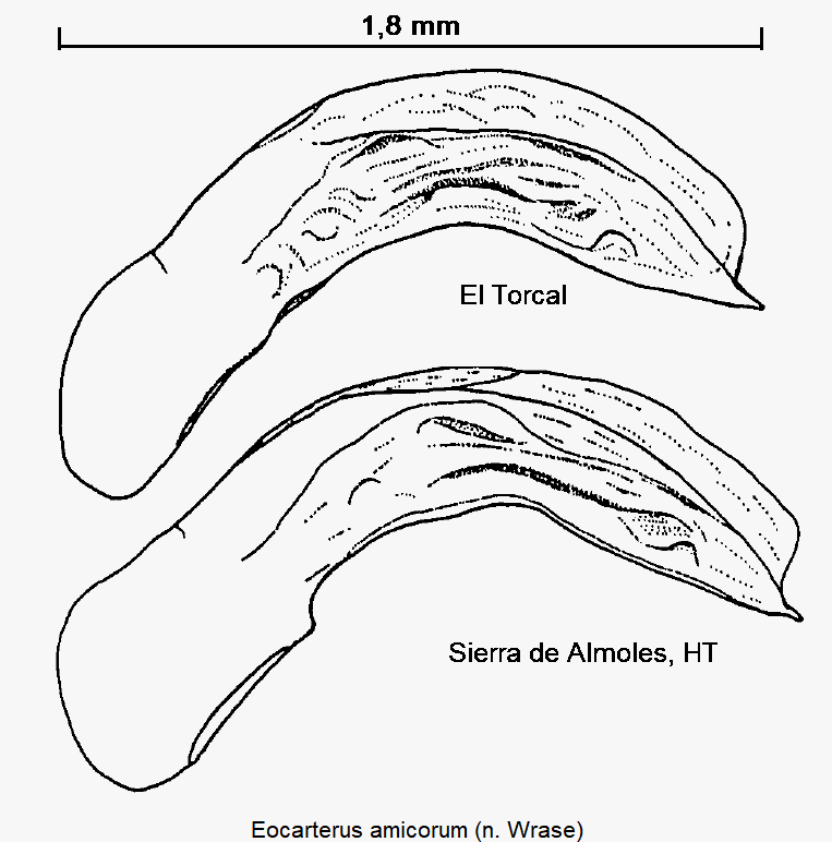 eocarterus_amicorum.gif