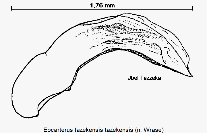 eocarterus_tazekensis.gif