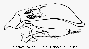 eotachys_jeannei.gif