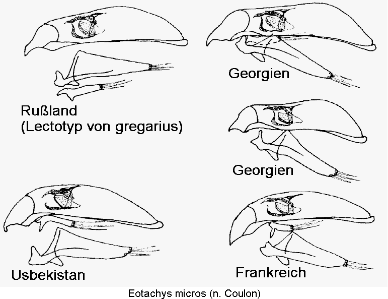 eotachys_micros.gif