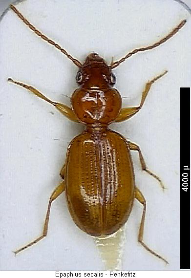 epaphius_secalis_hab.jpg