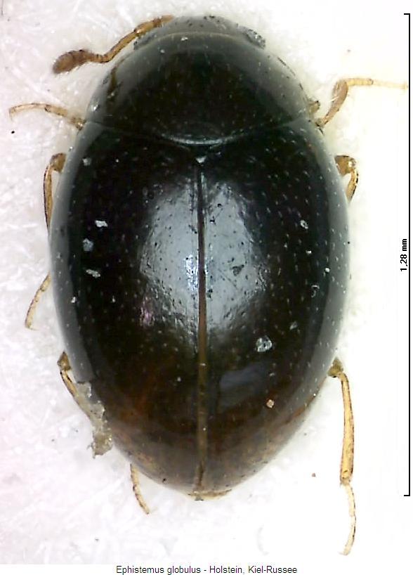ephistemus_globulus_hab.jpg