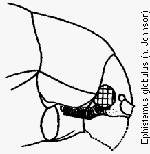 ephistemus_globulus_k.gif