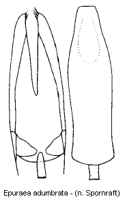 epuraea_adumbrata.gif