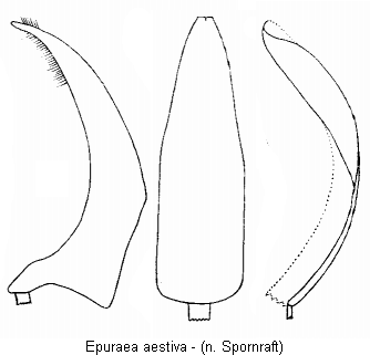 epuraea_aestiva.gif