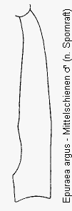 epuraea_argus_mschn.gif