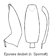 epuraea_deubeli.gif
