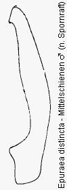 epuraea_distincta_mschn.gif