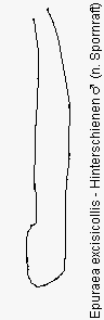 epuraea_excisicollis_hschn.gif