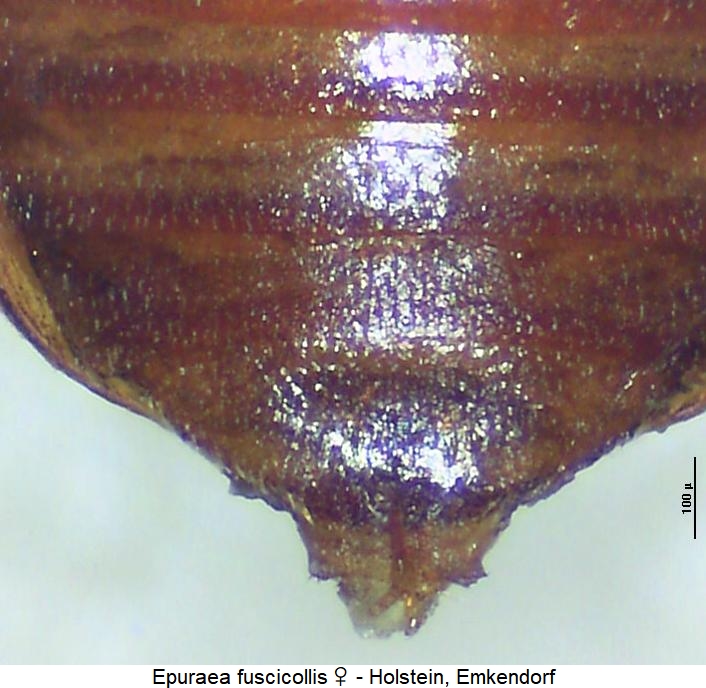 epuraea_fuscicollis_asternit.jpg