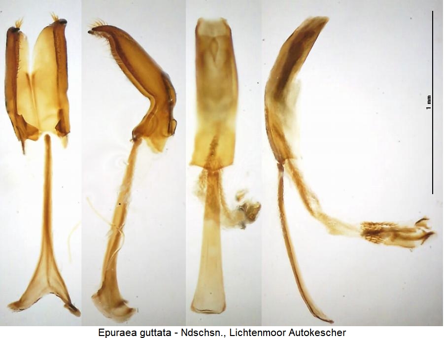 epuraea_guttata.jpg