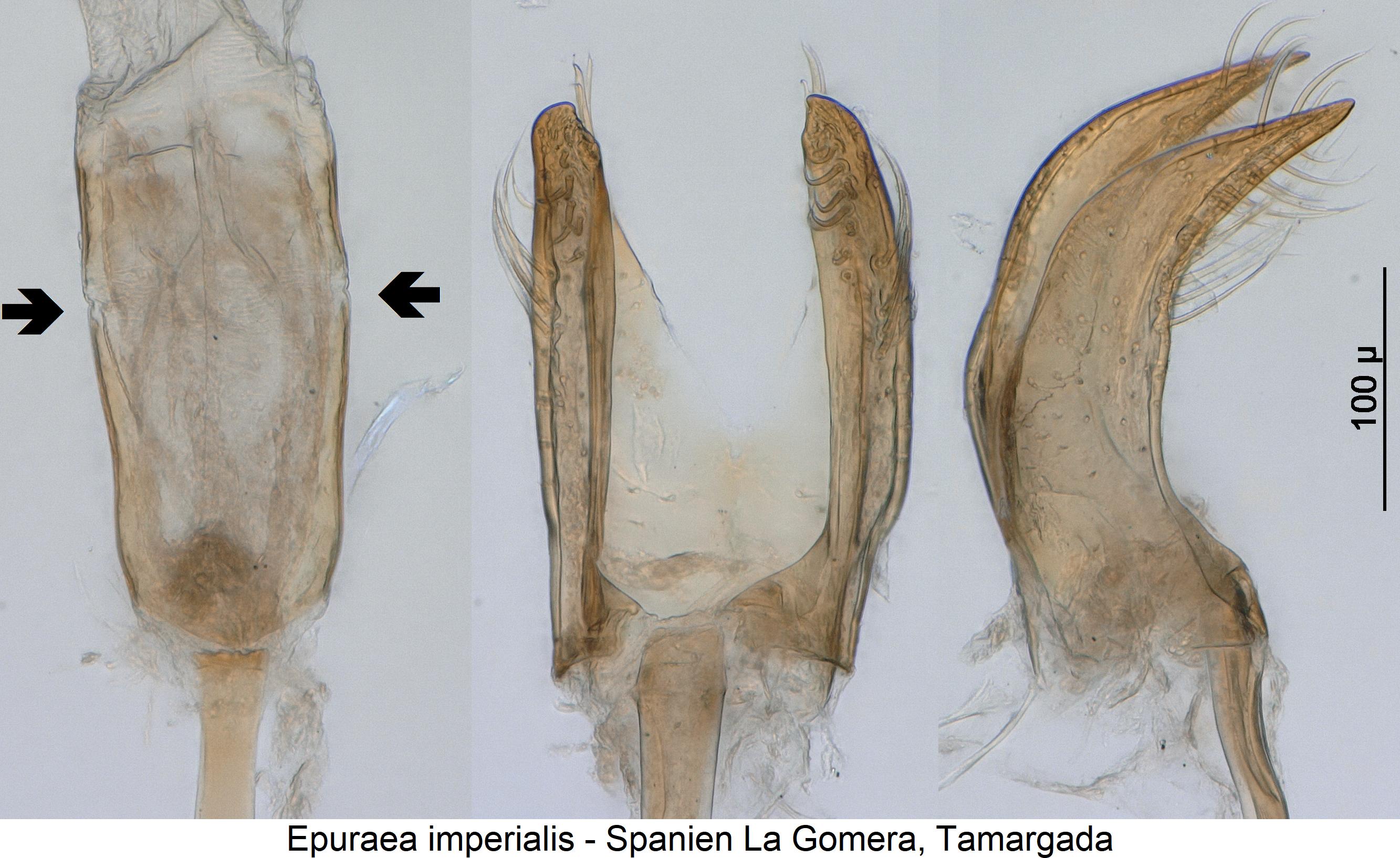 epuraea_imperialis2.jpg