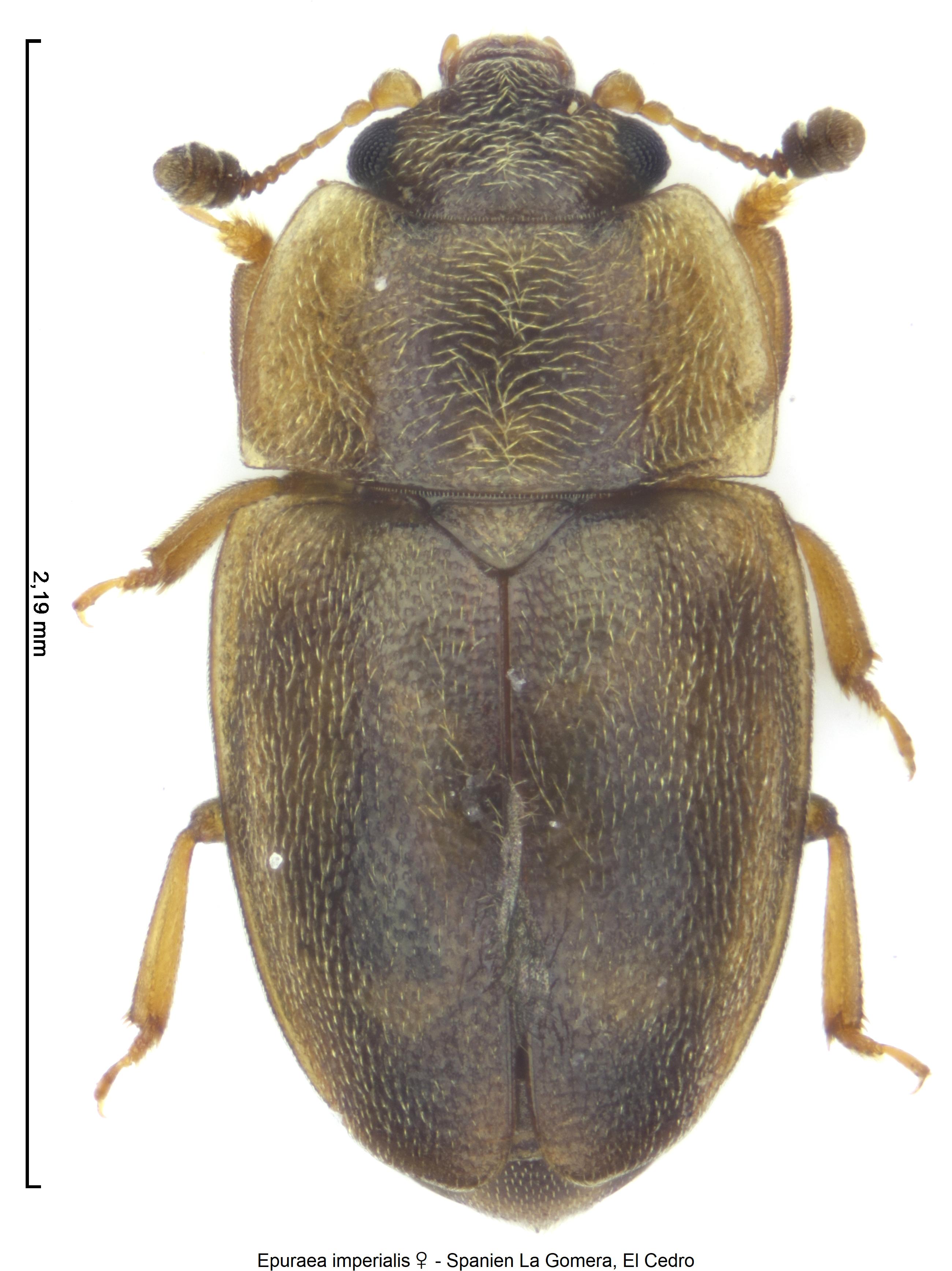 epuraea_imperialis_hab1.jpg