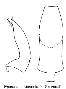 epuraea_laeviuscula.gif