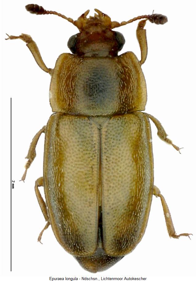 epuraea_longula2_hab.jpg