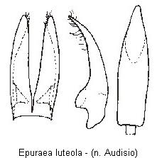 epuraea_luteola_.jpg