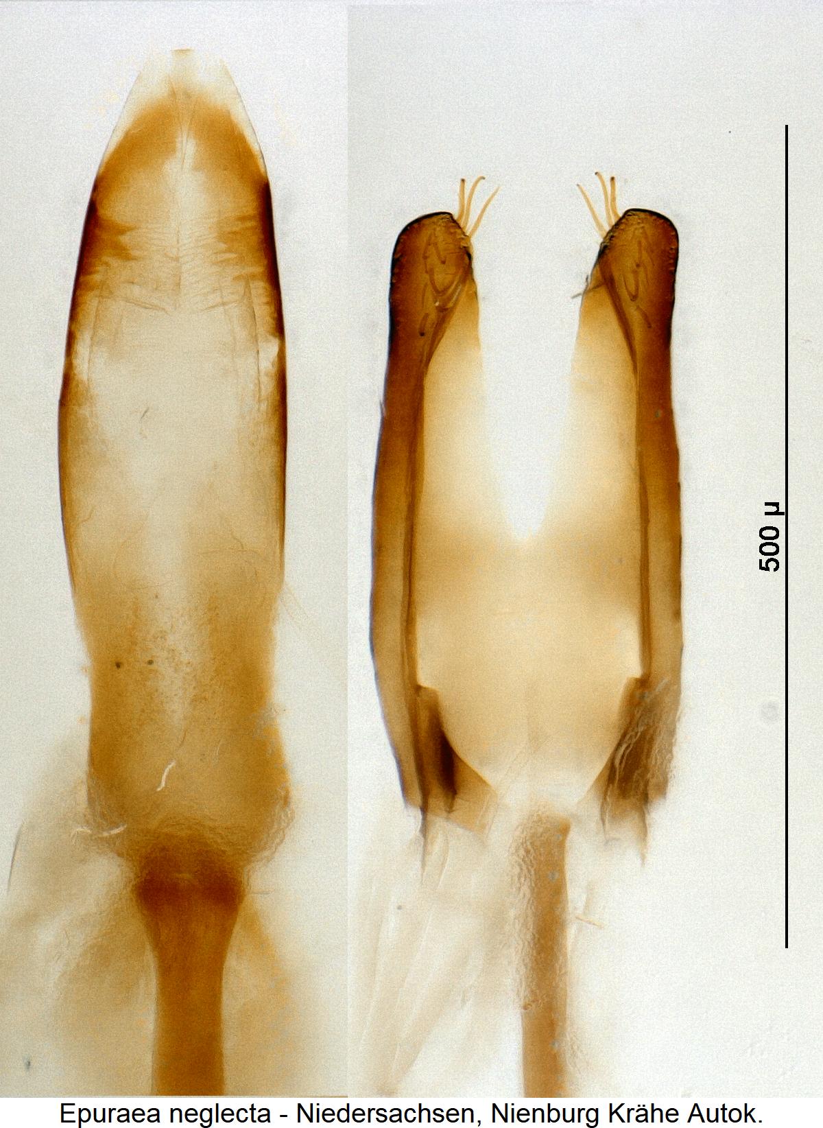 epuraea_neglecta1.jpg