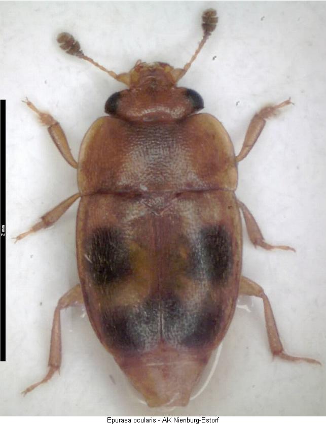 epuraea_ocularis_hab.jpg