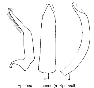epuraea_pallescens.gif