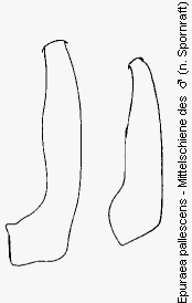 epuraea_pallescens_mschn.gif