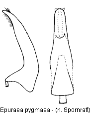 epuraea_pygmaea.gif