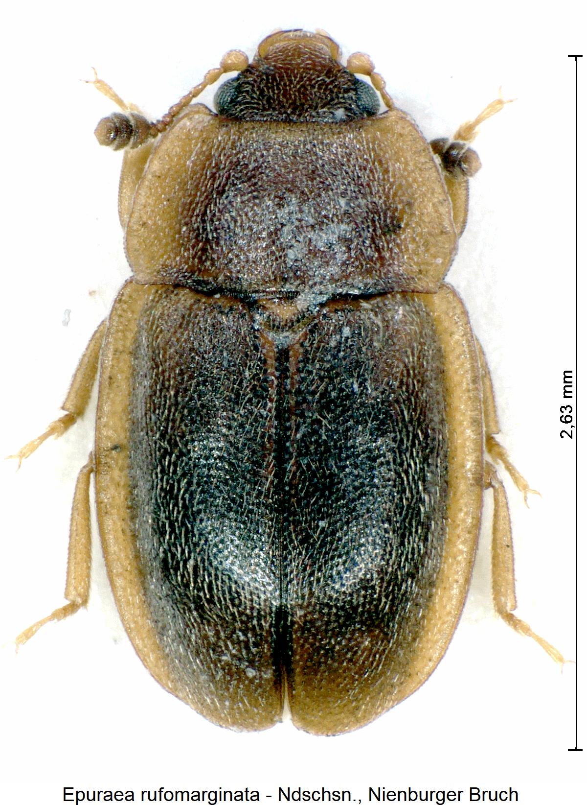 epuraea_rufomarginata_hab.jpg