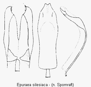 epuraea_silesiaca.gif