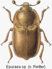 epuraea_sp_rtt.gif