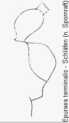 epuraea_terminalis_k.gif
