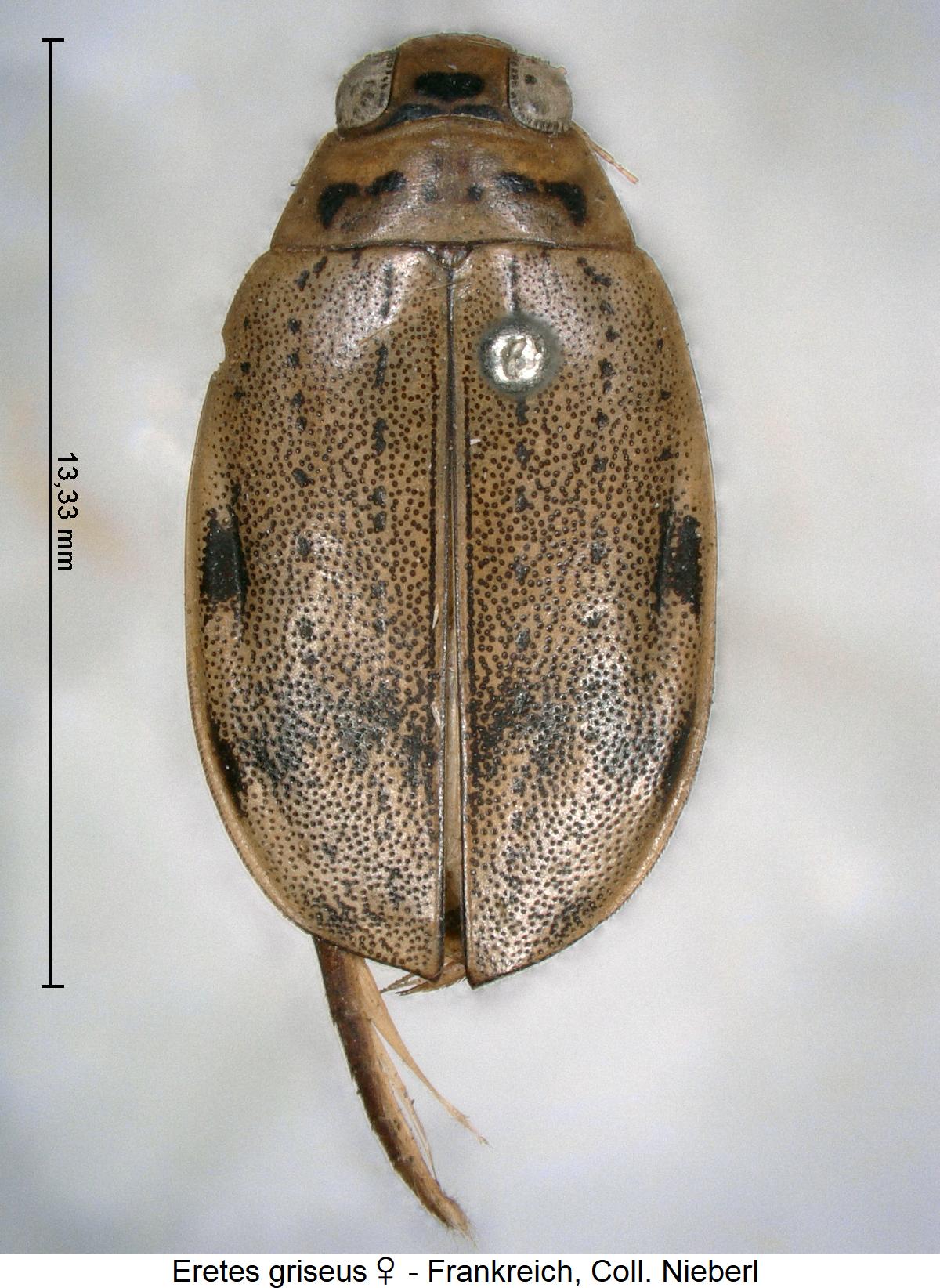 eretes_griseus_w_hab.jpg