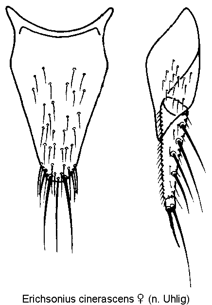 erichsonius_cinerascens_ter.gif