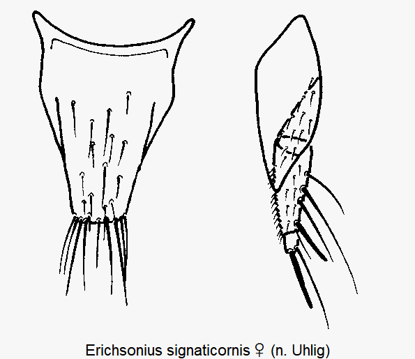 erichsonius_signaticornis_ter.gif