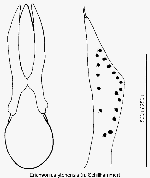 erichsonius_ytenensis.gif