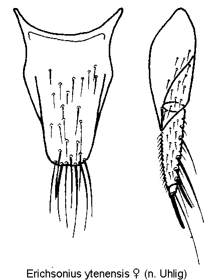 erichsonius_ytenensis_ter.gif