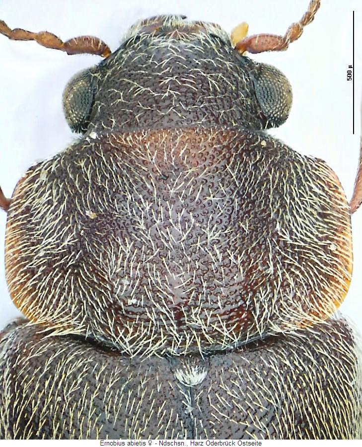 ernobius_abietis_vk.jpg