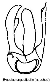 ernobius_angusticollis.gif
