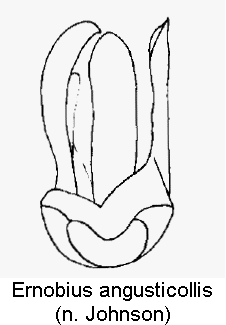 ernobius_angusticollis1.gif