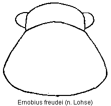 ernobius_freudei_vk.gif