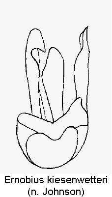 ernobius_kiesenwetteri1.gif