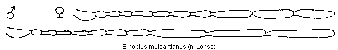 ernobius_mulsantianus_f.gif